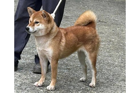 広瀬の紅華号　　遠州広瀬荘ちゃん1枚目