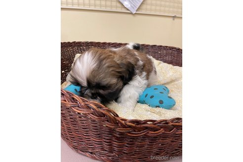 成約済の愛知県のシーズー-280459の4枚目