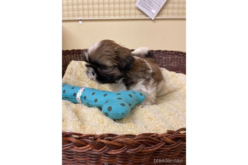 成約済の愛知県のシーズー-280459の2枚目