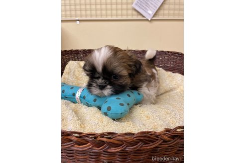 成約済の愛知県のシーズー-280459の3枚目