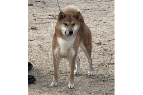 広瀬の彩芽号　　遠州広瀬荘ちゃん1枚目