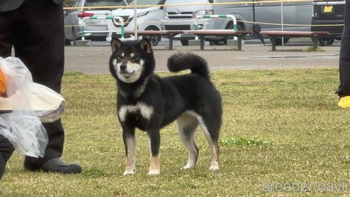 広瀬の黒桜号　　遠州広瀬荘ちゃん1枚目