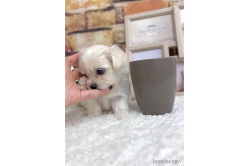 成約済の福岡県のミックス犬-278520の10枚目