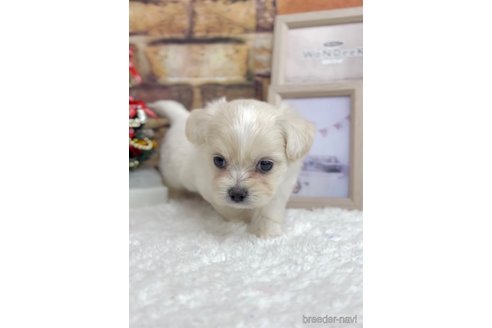 成約済の福岡県のミックス犬-278520の11枚目