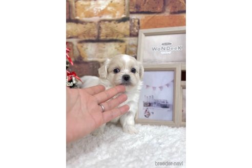 成約済の福岡県のミックス犬-278520の12枚目