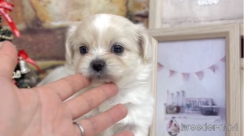 成約済の福岡県のミックス犬-278520の9枚目