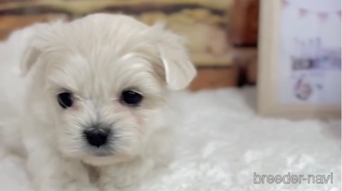 成約済の福岡県のミックス犬-278519の11枚目