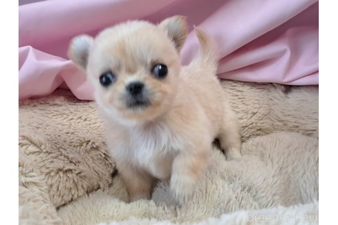 成約済の愛知県のチワワ(ロングコート)-276798の1枚目
