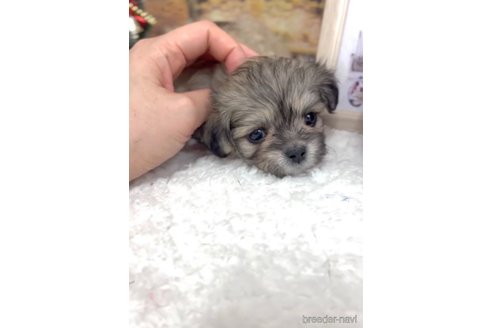 成約済の福岡県のミックス犬-278516の12枚目