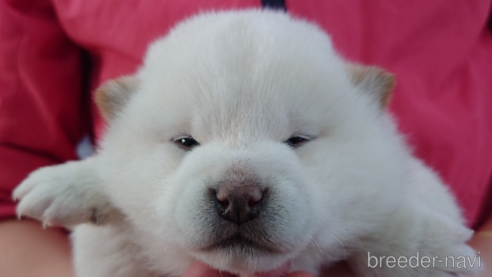 成約済の山口県の柴犬-280478の2枚目