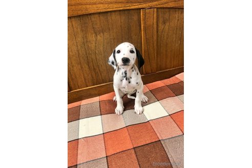 子犬
