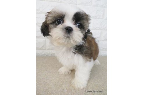 子犬