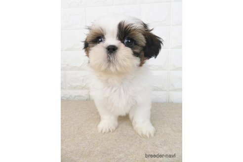 成約済の大阪府のシーズー-280537の2枚目