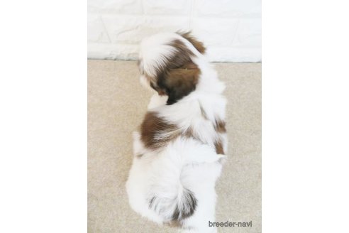 成約済の大阪府のシーズー-280537の3枚目