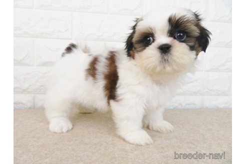 成約済の大阪府のシーズー-280537の4枚目