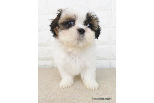 成約済の大阪府のシーズー-280537の5枚目