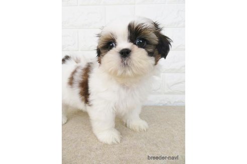 成約済の大阪府のシーズー-280537の1枚目