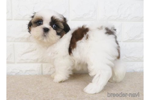 成約済の大阪府のシーズー-280537の6枚目