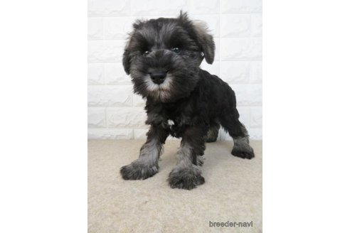 成約済の大阪府のミニチュアシュナウザー-280538の5枚目