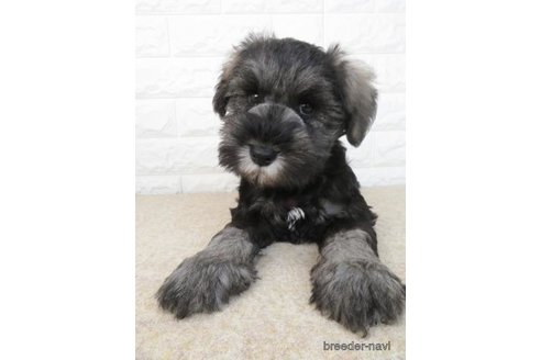 成約済の大阪府のミニチュアシュナウザー-280538の1枚目