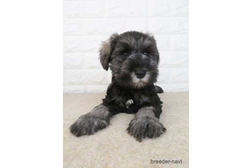 成約済の大阪府のミニチュアシュナウザー-280538の4枚目