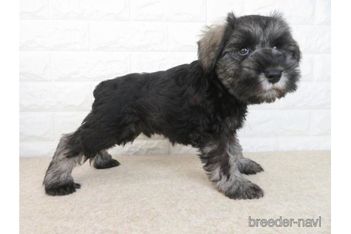 成約済の大阪府のミニチュアシュナウザー-280538の6枚目