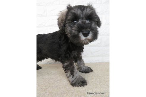 成約済の大阪府のミニチュアシュナウザー-280538の2枚目