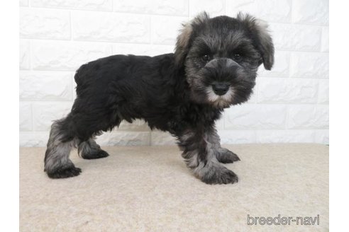 成約済の大阪府のミニチュアシュナウザー-280538の3枚目