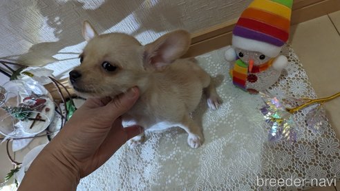 成約済の広島県のチワプー:チワワ×トイプードル-274090の12枚目