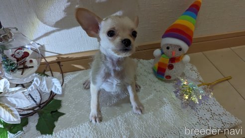 成約済の広島県のチワプー:チワワ×トイプードル-274090の10枚目