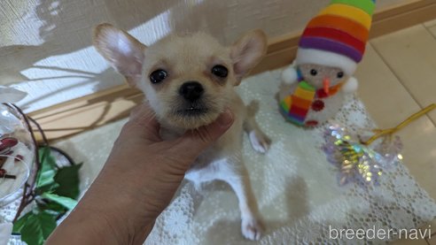 成約済の広島県のチワプー:チワワ×トイプードル-274090の9枚目