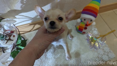 成約済の広島県のチワプー:チワワ×トイプードル-274090の8枚目