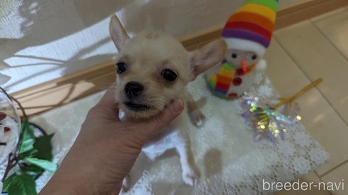 成約済の広島県のチワプー:チワワ×トイプードル-274090の6枚目