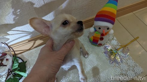 成約済の広島県のチワプー:チワワ×トイプードル-274090の4枚目