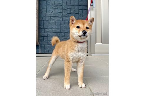 成約済の熊本県の豆柴-267422の2枚目