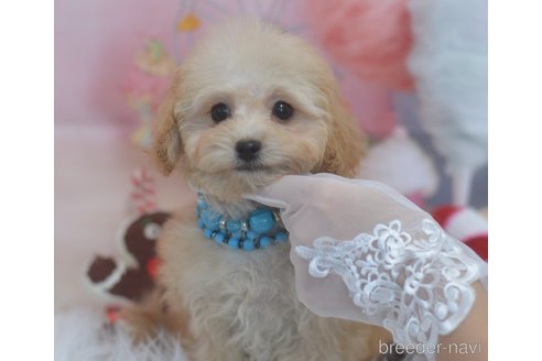 成約済の埼玉県のミックス犬-271854の4枚目