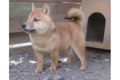 成約済の佐賀県の豆柴-260865の5枚目