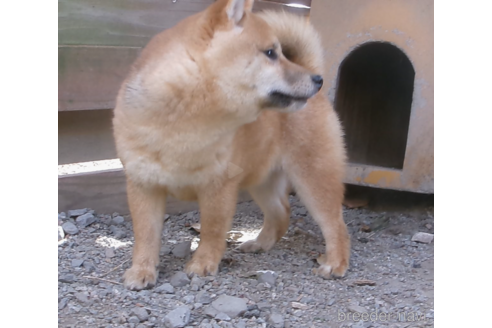 成約済の佐賀県の豆柴-260865の3枚目