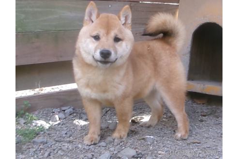 成約済の佐賀県の豆柴-260865の2枚目