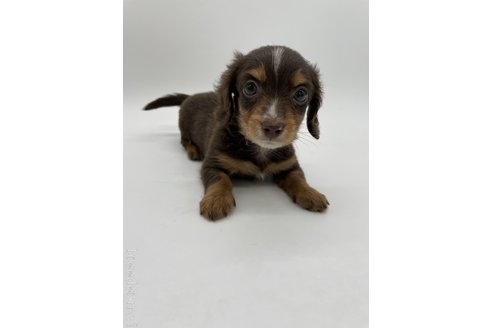 成約済の千葉県のミニチュアダックスフンド(ロングヘアード)-278267の4枚目