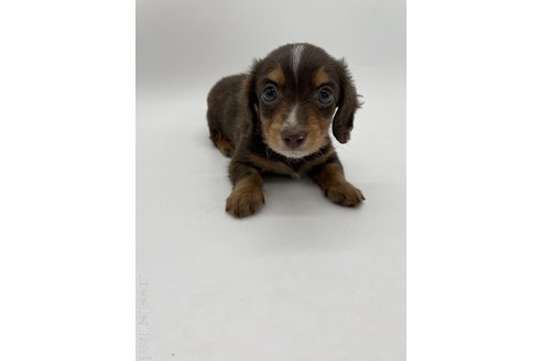 成約済の千葉県のミニチュアダックスフンド(ロングヘアード)-278267の1枚目