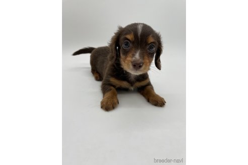 成約済の千葉県のミニチュアダックスフンド(ロングヘアード)-278267の2枚目