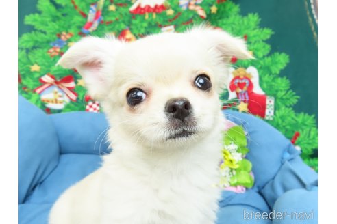 成約済の千葉県のチワワ(ロングコート)-273703の18枚目