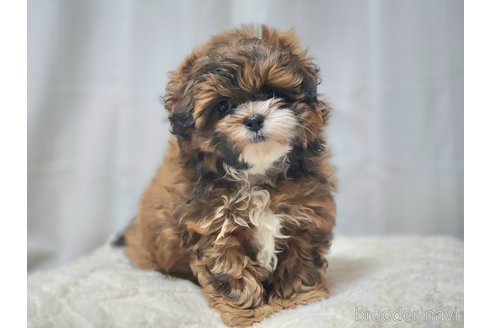 成約済の宮城県のミックス犬-280644の14枚目