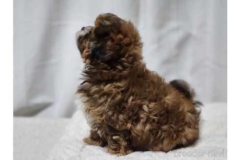 成約済の宮城県のミックス犬-280644の10枚目