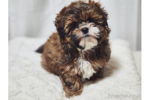 成約済の宮城県のミックス犬-280644の11枚目