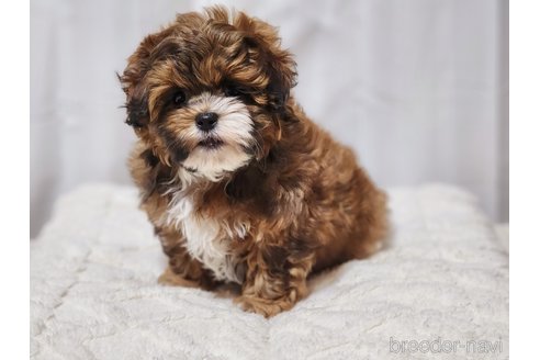 成約済の宮城県のミックス犬-280644の12枚目