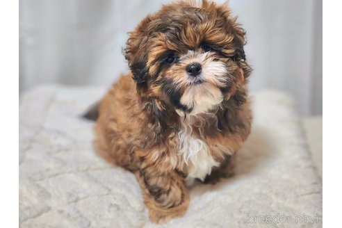 成約済の宮城県のミックス犬-280644の13枚目
