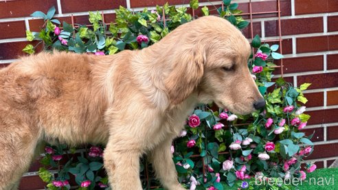 成約済の茨城県のゴールデンレトリーバー-253976の2枚目