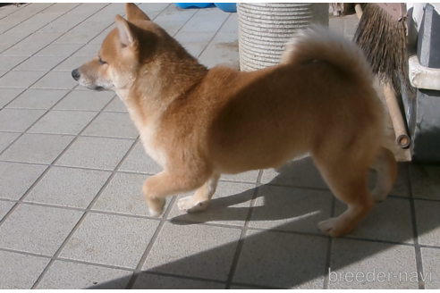 成約済の佐賀県の豆柴-266052の5枚目